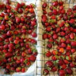 drying berries